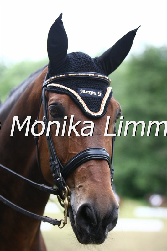 006M5497_Dressurpferde L.JPG